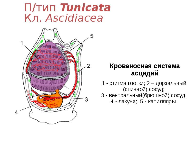 П/тип Tunicata Кл. Ascidiacea П/тип Tunicata Кл. Ascidiacea