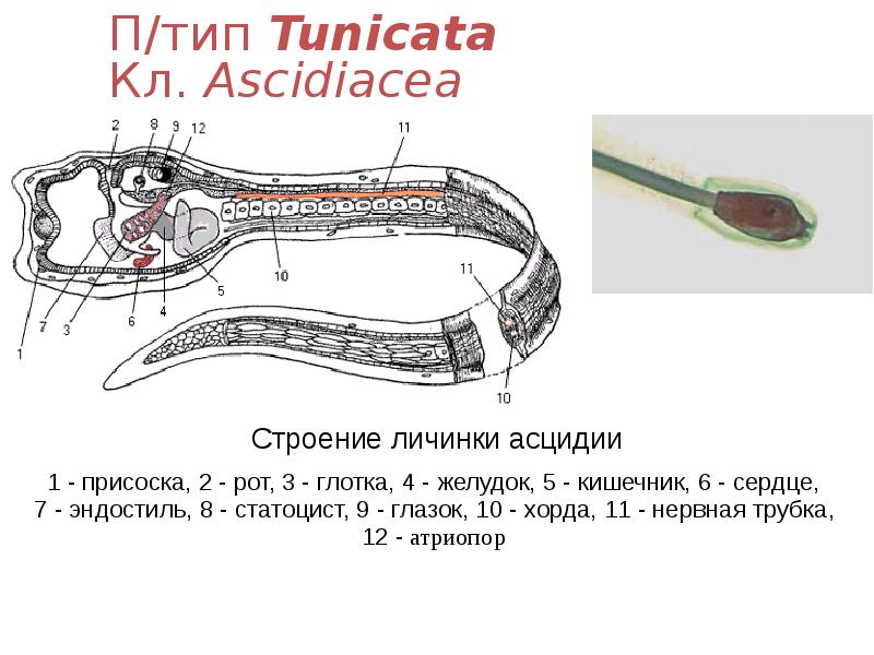 П/тип Tunicata Кл. Ascidiacea П/тип Tunicata Кл. Ascidiacea