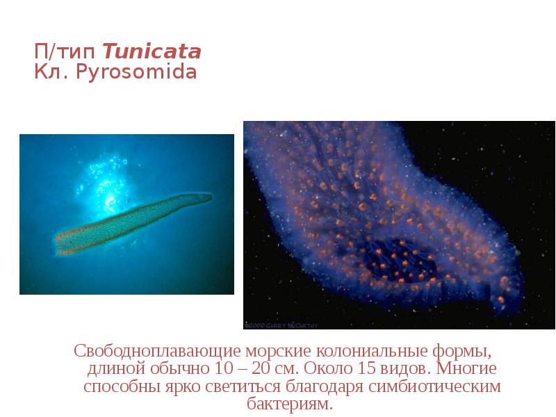 П/тип Tunicata Кл. Pyrosomida
Свободноплавающие морские колониальные формы, длиной обычно П/тип Tunicata Кл. Pyrosomida
Свободноплавающие морские колониальные формы, длиной обычно