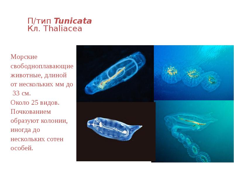 П/тип Tunicata Кл. Тhаliасеа
Морские
свободноплавающие
животные, длиной
П/тип Tunicata Кл. Тhаliасеа
Морские
свободноплавающие
животные, длиной