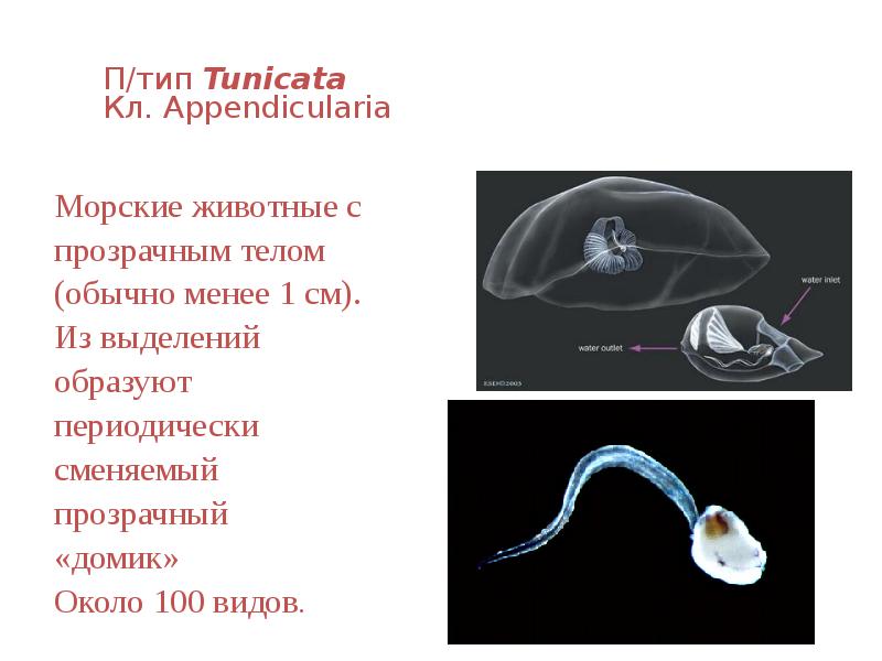 П/тип Tunicata Кл. Appendicularia  Морские животные с  прозрачным телом