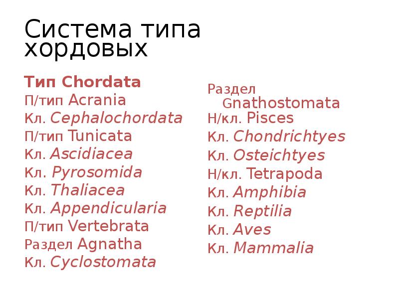 Система типа хордовых
Тип Chordata
П/тип Acrania
Кл. Cephalochordata
Система типа хордовых
Тип Chordata
П/тип Acrania
Кл. Cephalochordata