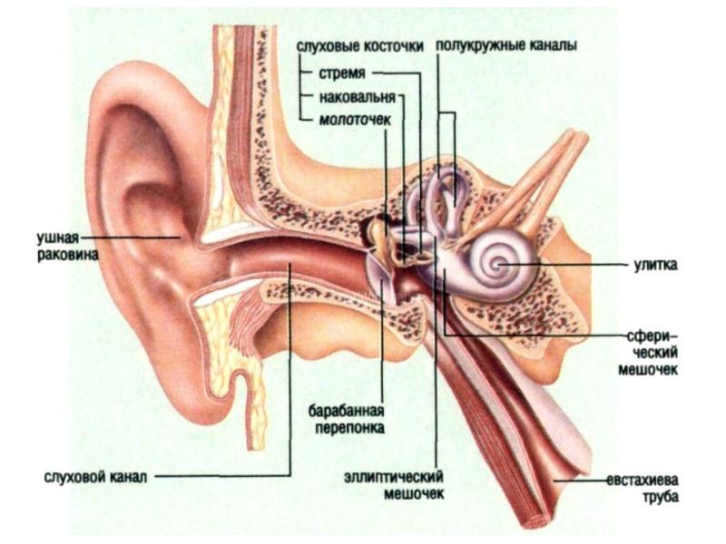 Клиническая анатомия и физиология слухового анализатора презентация