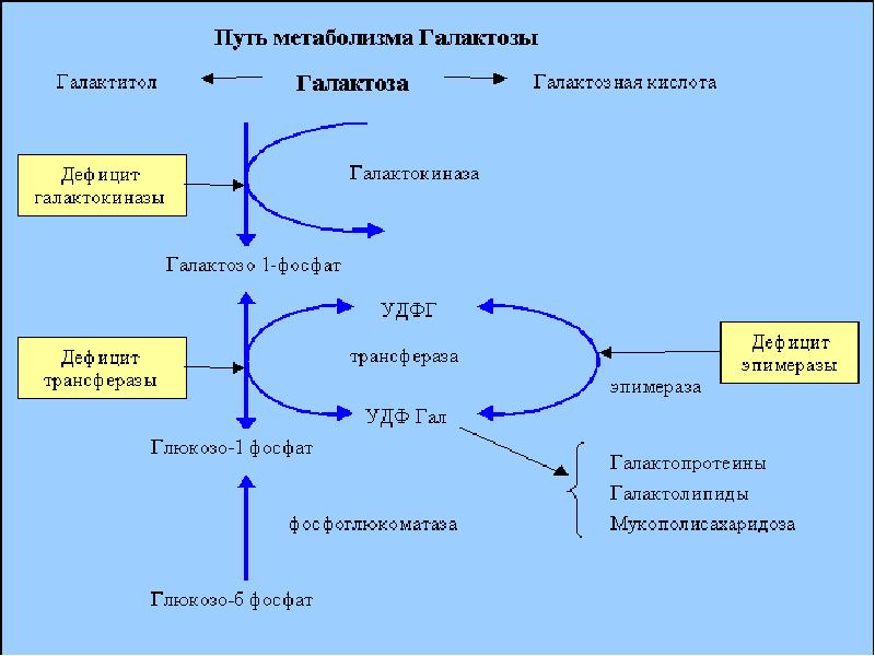 Галактоземия биохимия схема