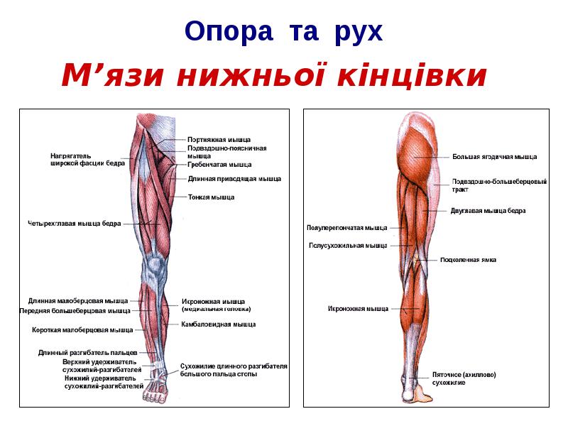 Мышечное строение ноги человека в картинках