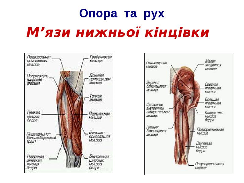 Органы опоры человека. Опора человека. Верхняя опора это у человека. Опора, расположенная справа носит название.