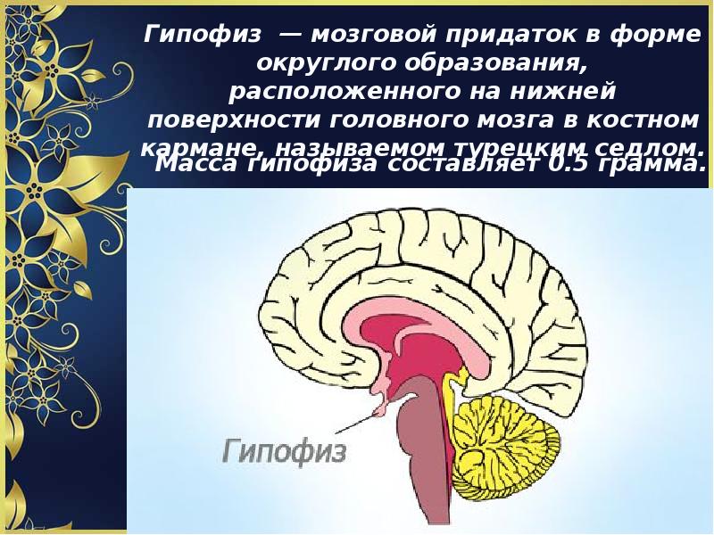 Заболевания гипофиза презентация