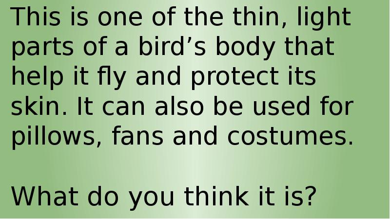 This is one of the thin, light parts of a bird’s