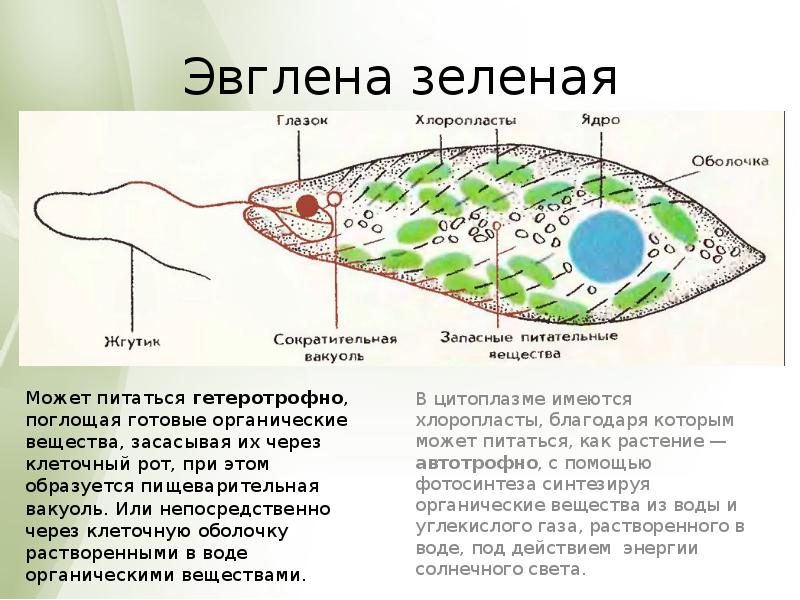 Оболочка эвглены