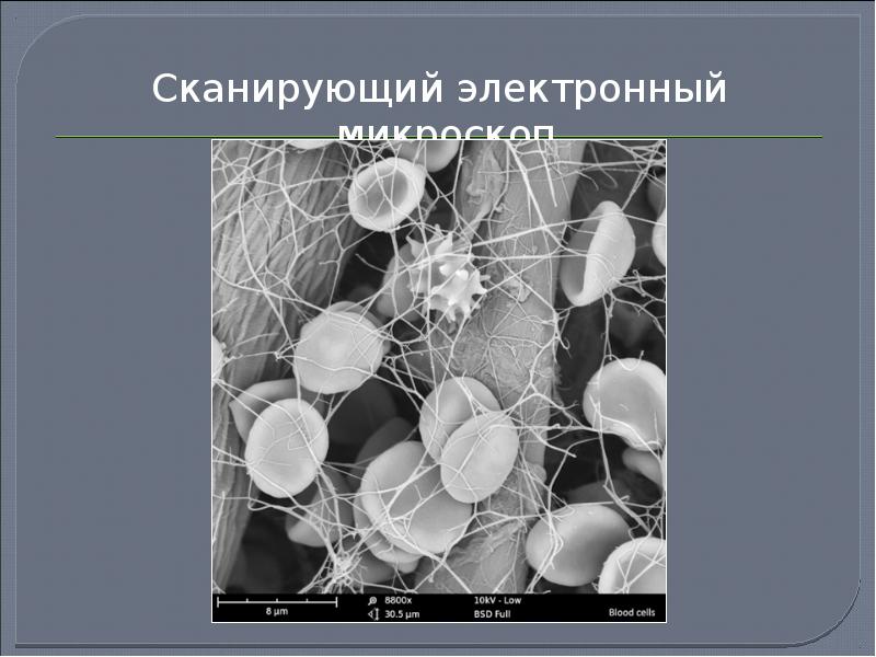 Электронная микроскопия презентация