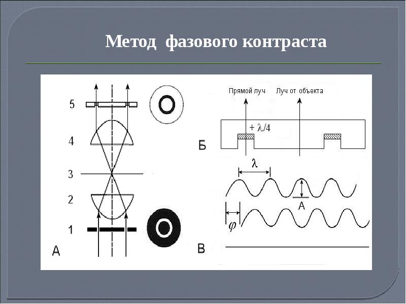 метод фазово-контрастной микроскопии. фазово контрастный микроскоп бактерии. метод фазового контраста кратко. метод фазового контраста. фзаоо-котрнастная микроскопия.