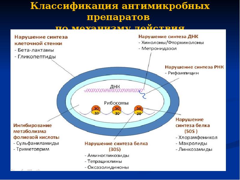 Механизм действия антимикробных препаратов. Классификация антимикробных препаратов. Механизм антимикробного действия. Синтез клеточной стенки нарушает препарат.