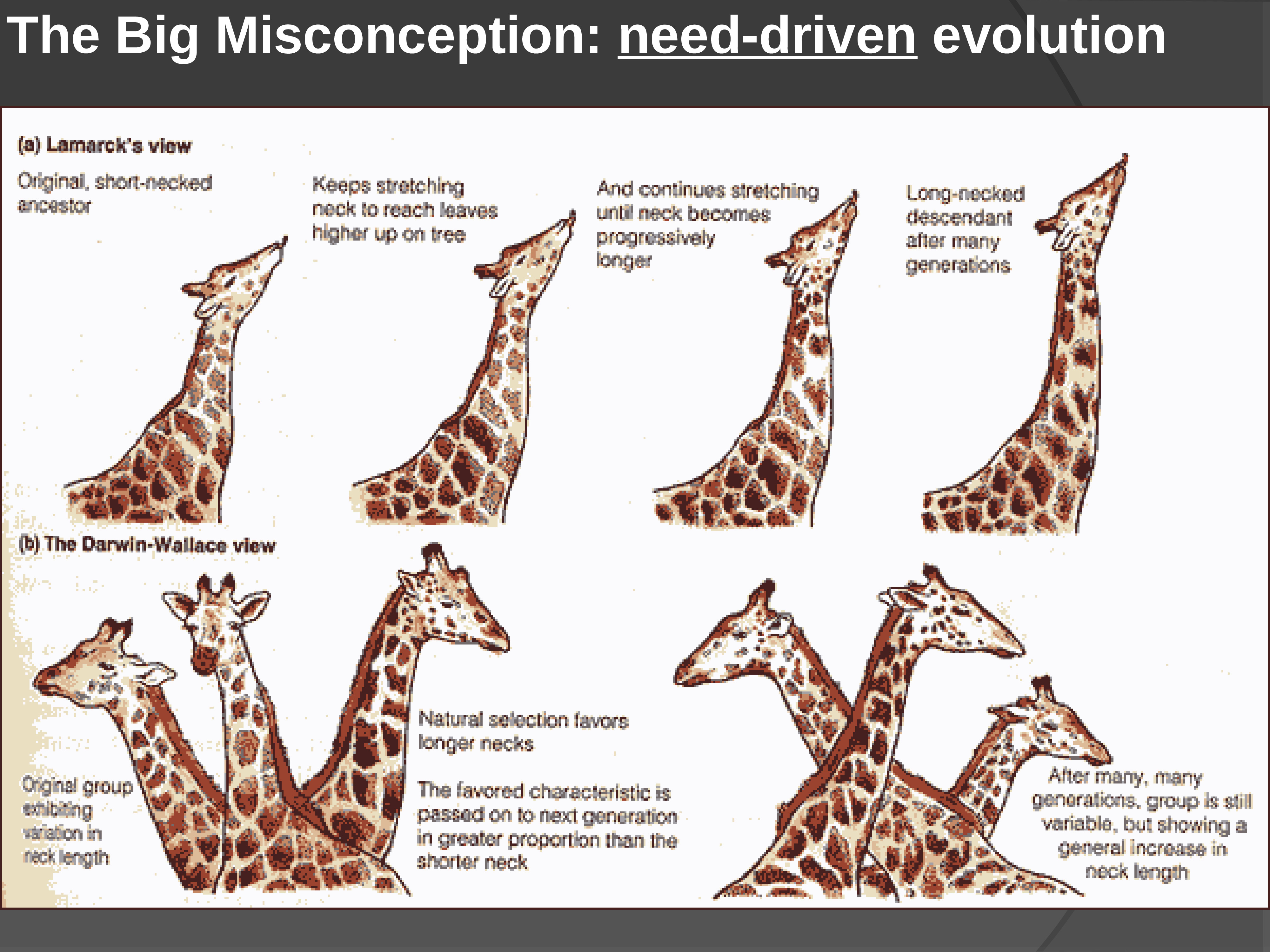 How evolution. Дарвин Эволюция Жирафов. Дарвиновская Эволюция Жираф. Жираф до эволюции. Линней Жираф.