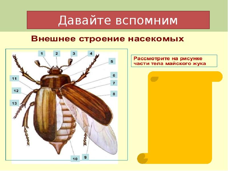 В данном строении. Внешнее и внутреннее строение насекомых Майский Жук. Внешнее строение майского жука. Строение майского жука. Внутреннее строение насекомых Майский Жук.