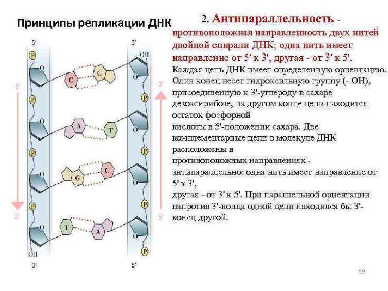 5 3 концы рнк и днк. Антипараллельность нуклеиновых кислот. Антипараллельность полинуклеотидных цепей. Строение ДНК антипараллельность. Антипараллельность нуклеотидов.