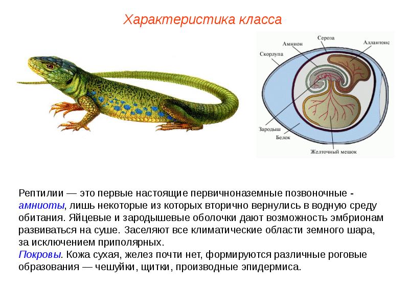 Общая характеристика пресмыкающихся 7 класс презентация