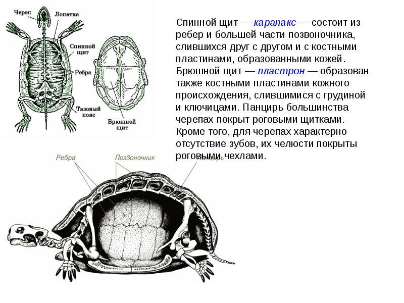 что характерно для черепах. сермохелид черепаха. позвоночник черепахи строение. японский щит черепаха. урок толстой черепаха 4 класс.