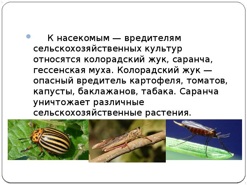 К насекомым относятся. Вредители сельского хозяйства. Вредители сельскохозяйственных растений. Насекомые вредители сельского хозяйства. Клопы вредители сельского хозяйства.