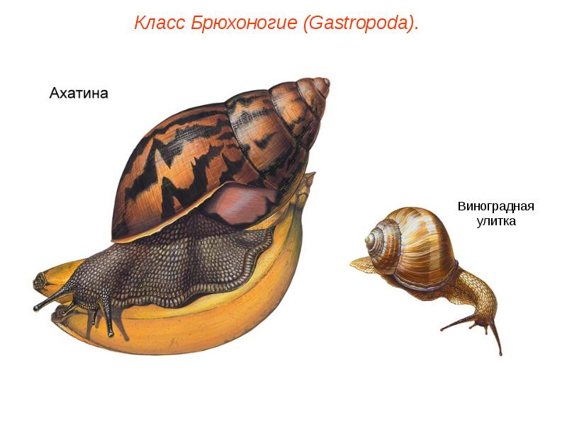 Презентация моллюски пименов