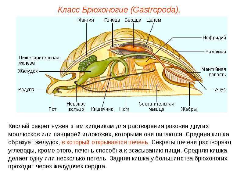 Состав мидии схема