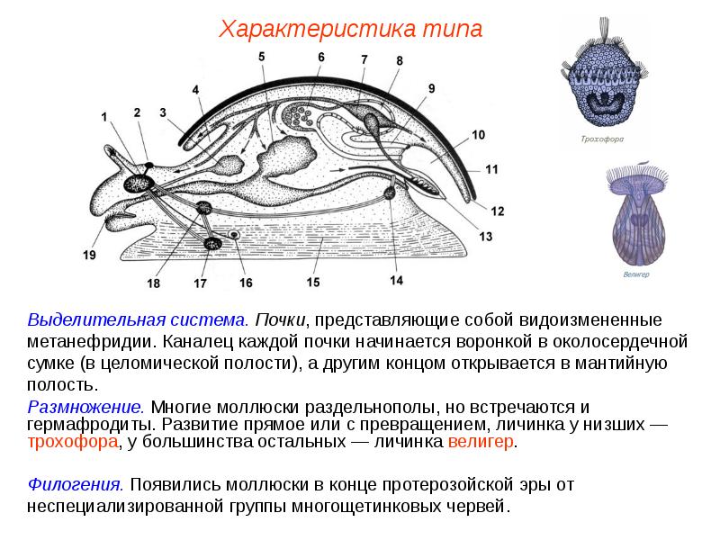 Презентация моллюски пименов