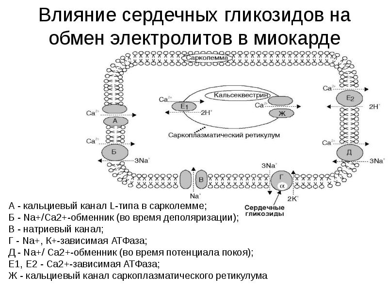 Механизм действия сердечных гликозидов схема