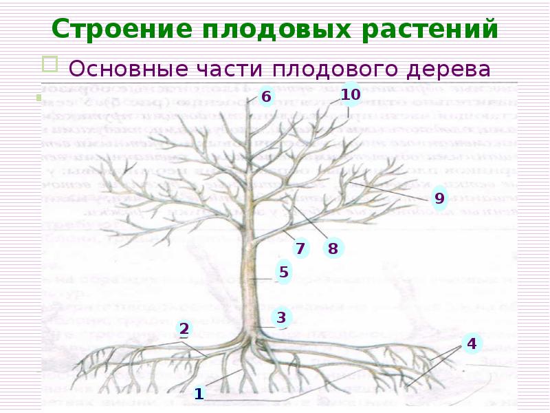 строение плодового дерева. морфология плодового дерева. основные части плодового дерева. строение дерева штамб центральный проводник. дерево штамб корни.