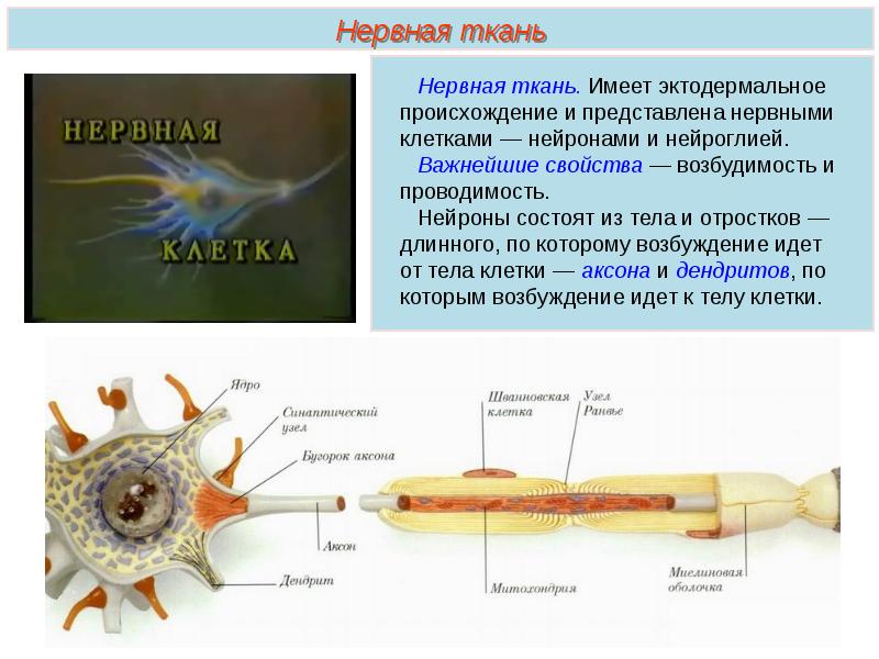 Проводимость нейронов. Нервная ткань состоит из нейронов и. Имеет длинные отростки которые образуют нервную сеть. Ткань эктодермального происхождения доклад. Нервная ткань из эктодермального листка.