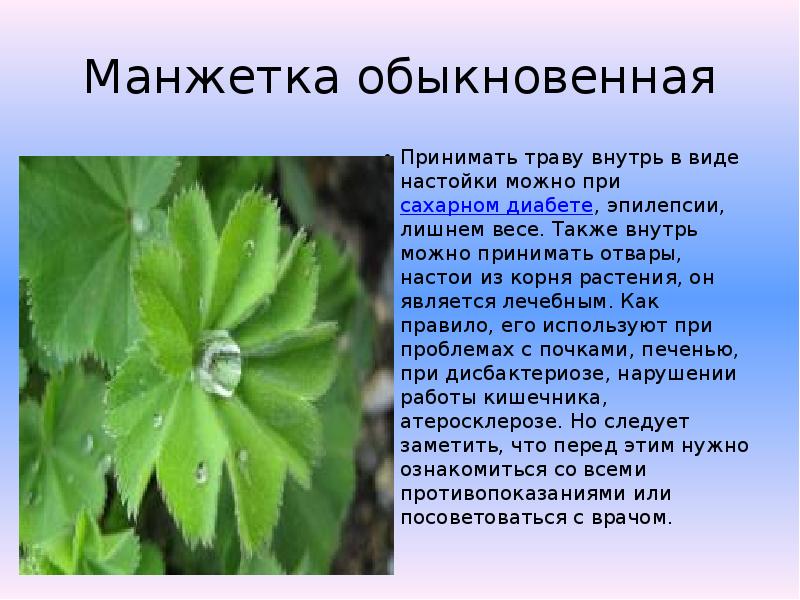 Растение манжетка фото и описание