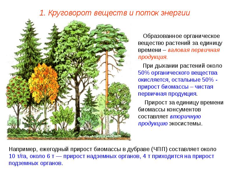 Потоки вещества и энергии в экосистеме презентация