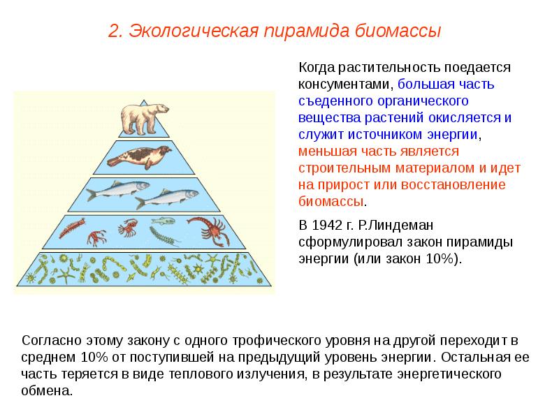 Экологические пирамиды презентация