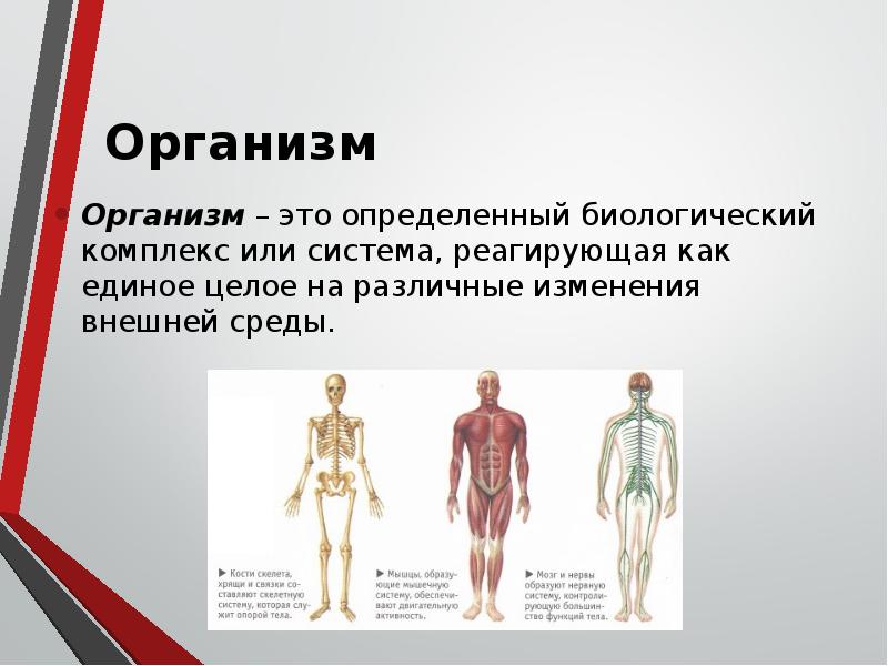 Презентация на тему организм единое целое