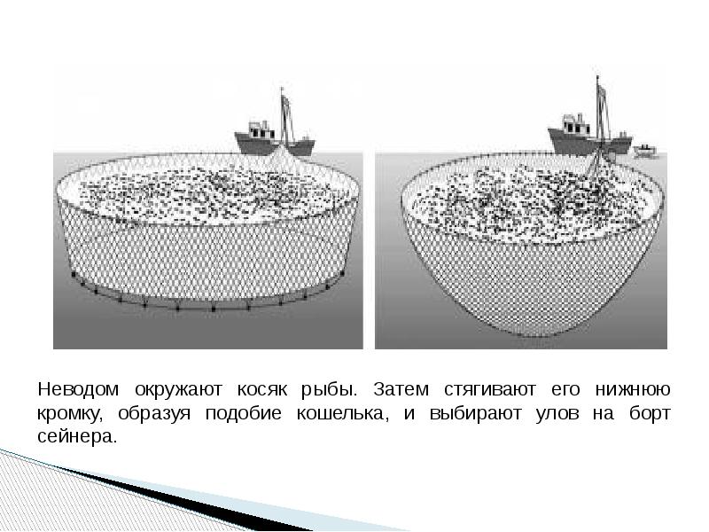 Промысловые схемы кошелькового лова