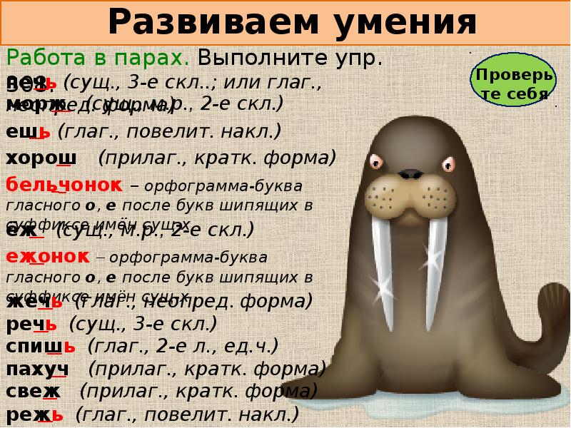 Морж множественное число. Морж множественное число. Правило множественного числа в английском языке. Множественное число имен существительных. Правило образования мн числа сущ в англ.