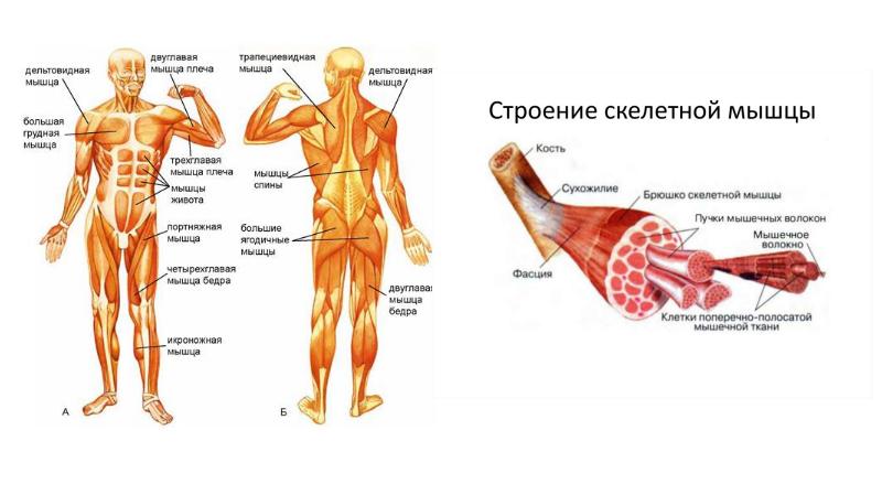 Анатомия и физиология человека презентация