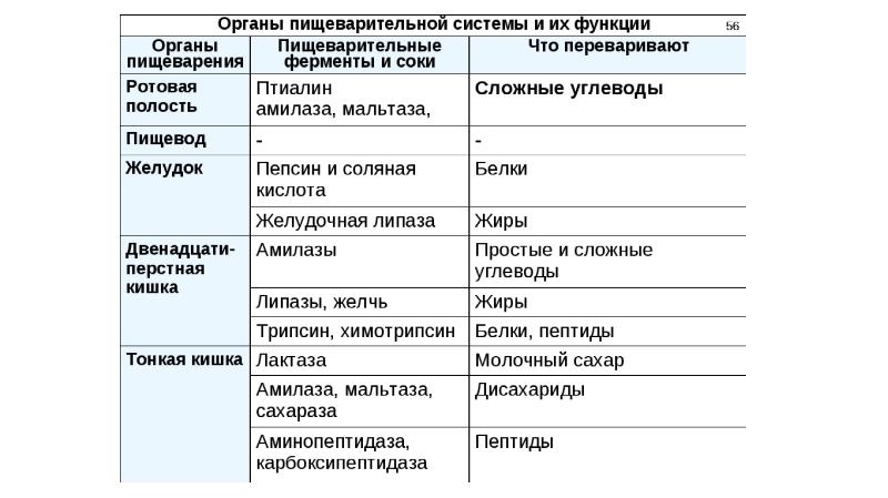 Какой фермент вырабатывает изображенный на рисунке орган пищеварительной системы человека