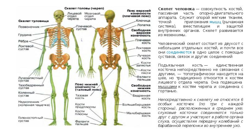 Анатомия и физиология человека основные. Основы анатомии и физиологии человека. Анатомия и физиология человека презентация. Доклад об анатомии 5 класс.