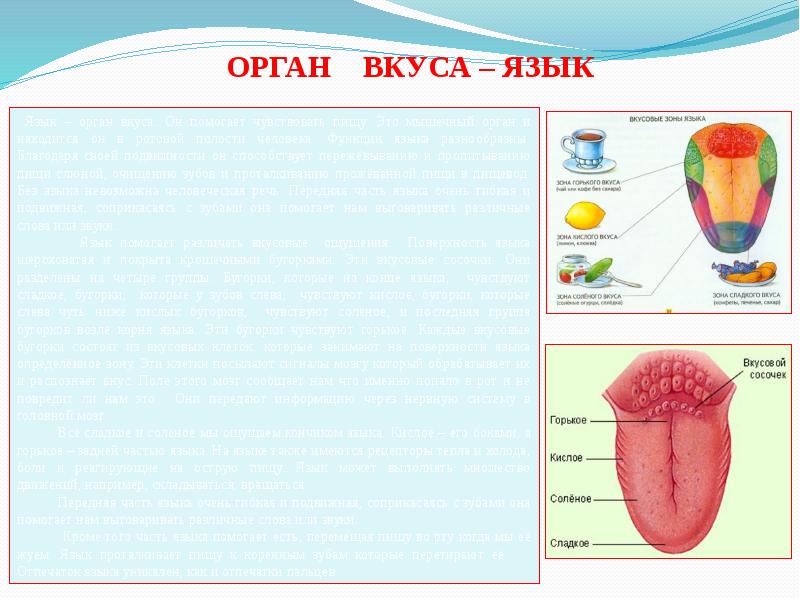 Какой орган самый