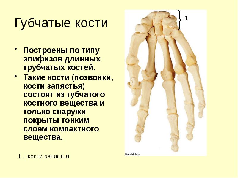 Губчатые кости заполнены. Типы костей губчатые трубчатые. Трубчатая кость и губчатая кость. Кости запястья анатомия губчатое вещество. Длинные короткие трубчатые губчатые плоские кости.