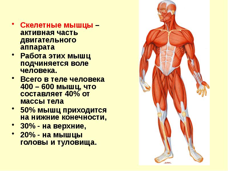 Мышечная система человека презентация