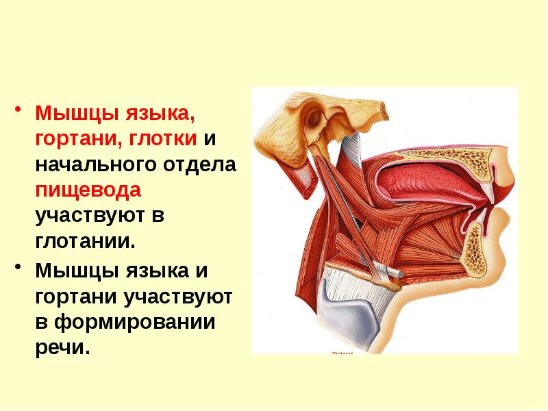 Мышцы языка анатомия картинки