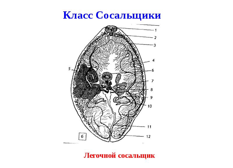 Фото легочный сосальщик