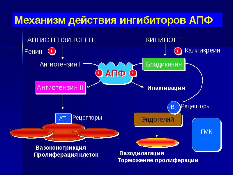 Ингибиторы апф презентация