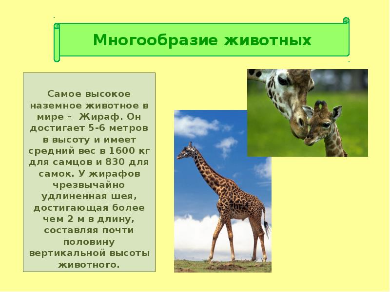 экологические группы млекопитающих. особенности наземных животных. особенности строения животных. наземно-воздушная среда обитания характеристика. млекопитающие представители.