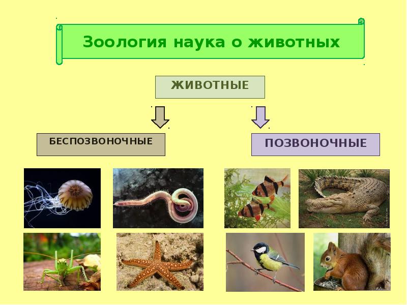 Зоология какая. Зоология наука о животных. Зоология для детей. Зоология презентация. Науки о позвоночных животных.