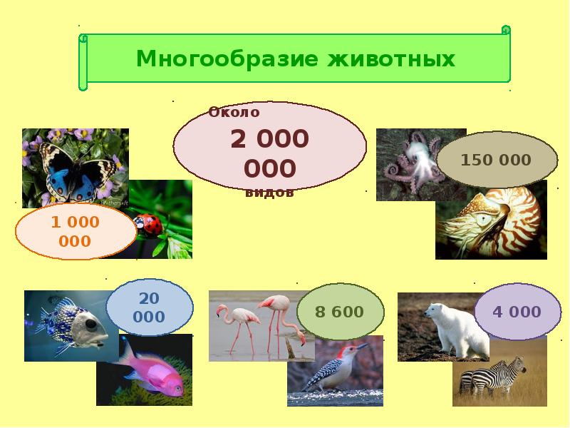 Картинка зоология наука о животных