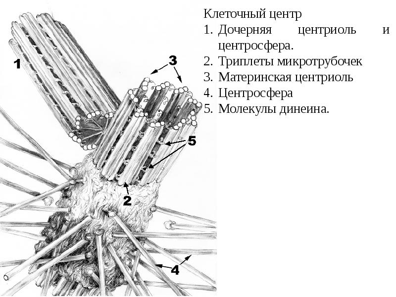 Клеточный центр в клетке рисунок