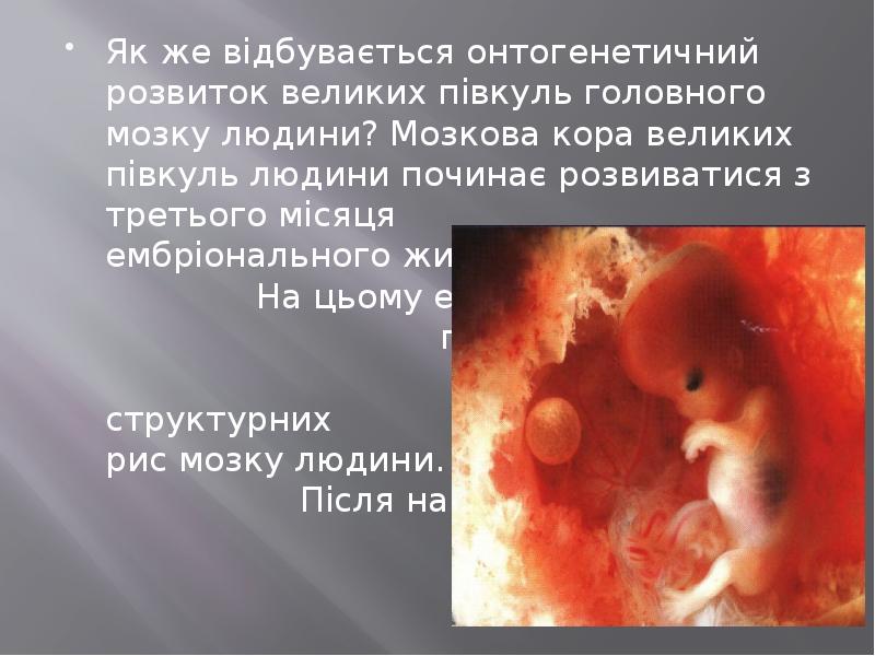 Як же відбувається онтогенетичний розвиток великих півкуль головного мозку людини? Мозкова Як же відбувається онтогенетичний розвиток великих півкуль головного мозку людини? Мозкова