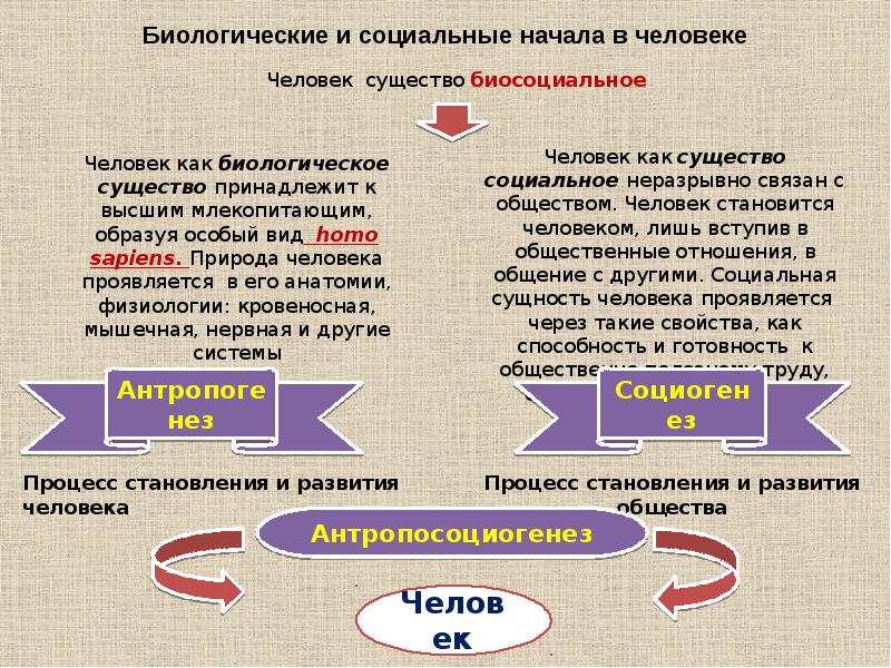 Презентация по обществознанию 6 класс человек существо биосоциальное