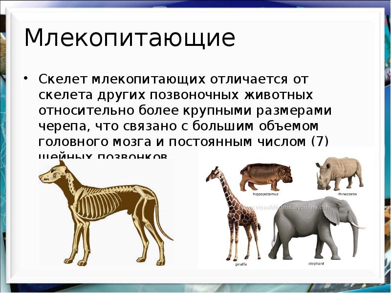 Отличие млекопитающих от всех других классов позвоночных. Млекопитающие биология 7. Млекопитающие презентация. Доклад о млекопитающих. Млекопитающие животные презентация.